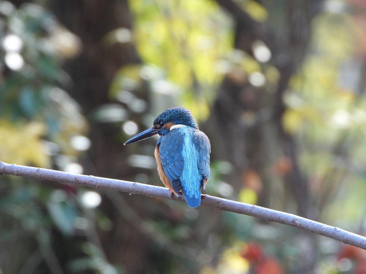 isfugl - ML646283835