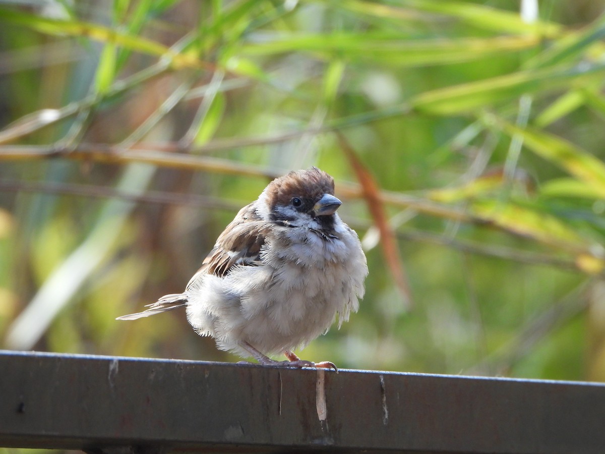 pilfink - ML646283838