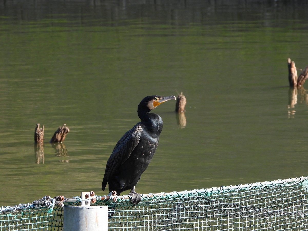 Great Cormorant - ML646283841