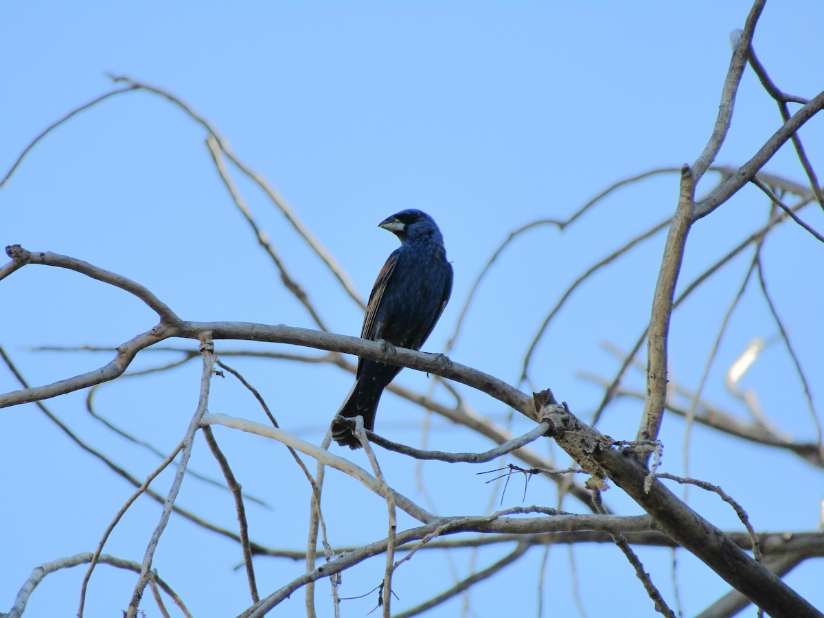 Guiraca bleu - ML646283846