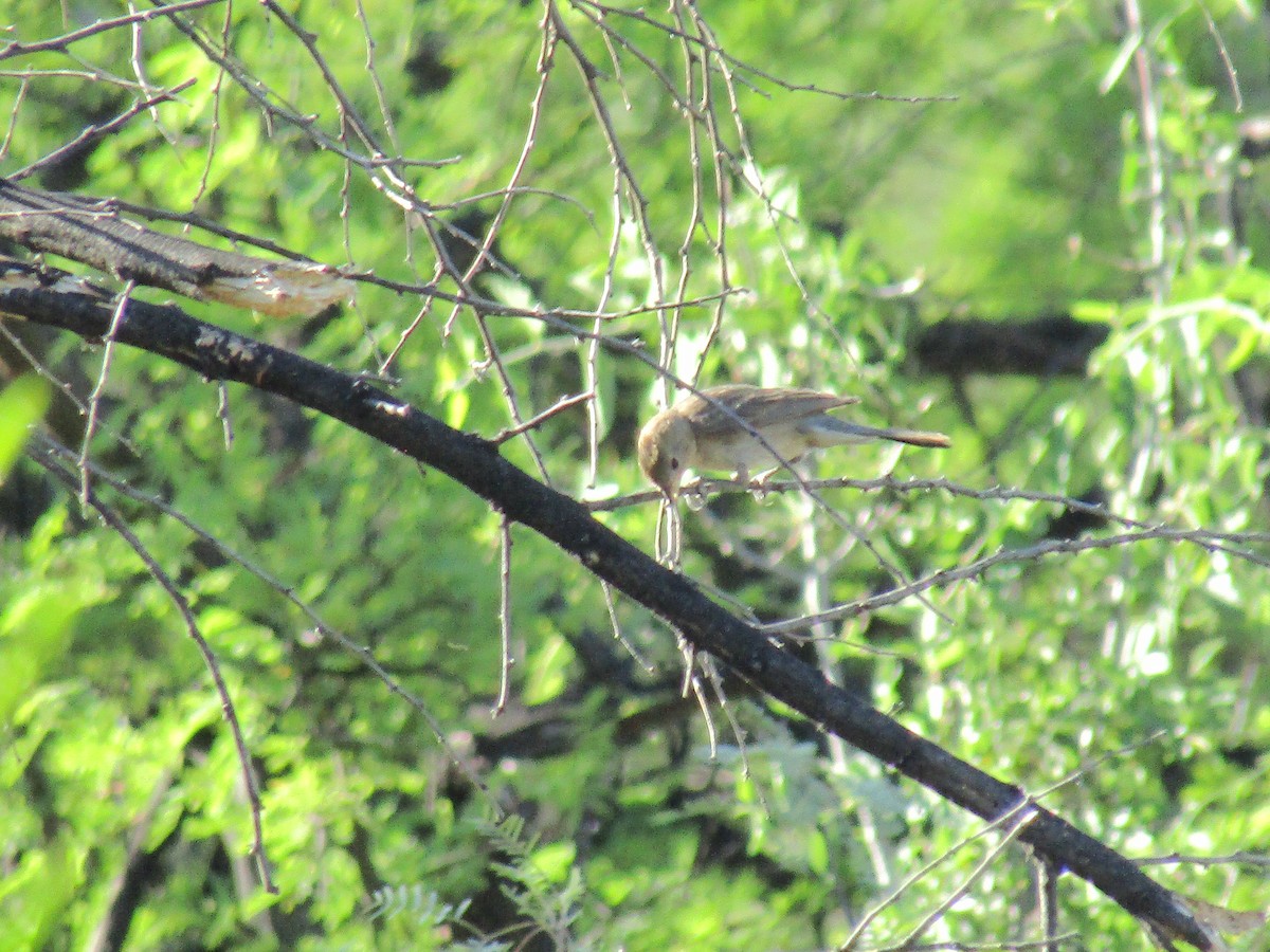 Varied Bunting - ML646283848