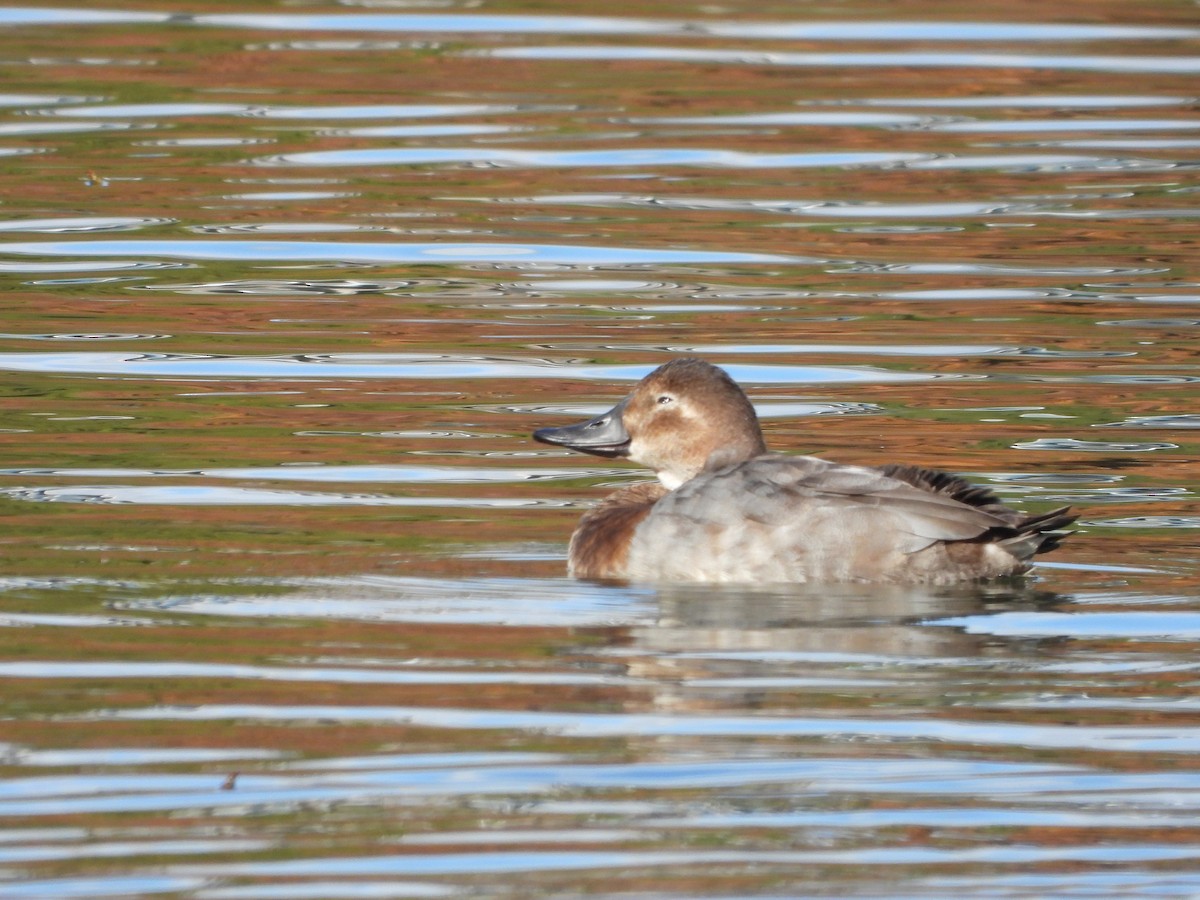 Common Pochard - ML646283853