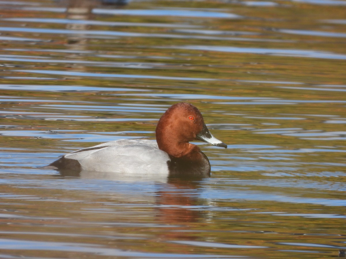 Common Pochard - ML646283854