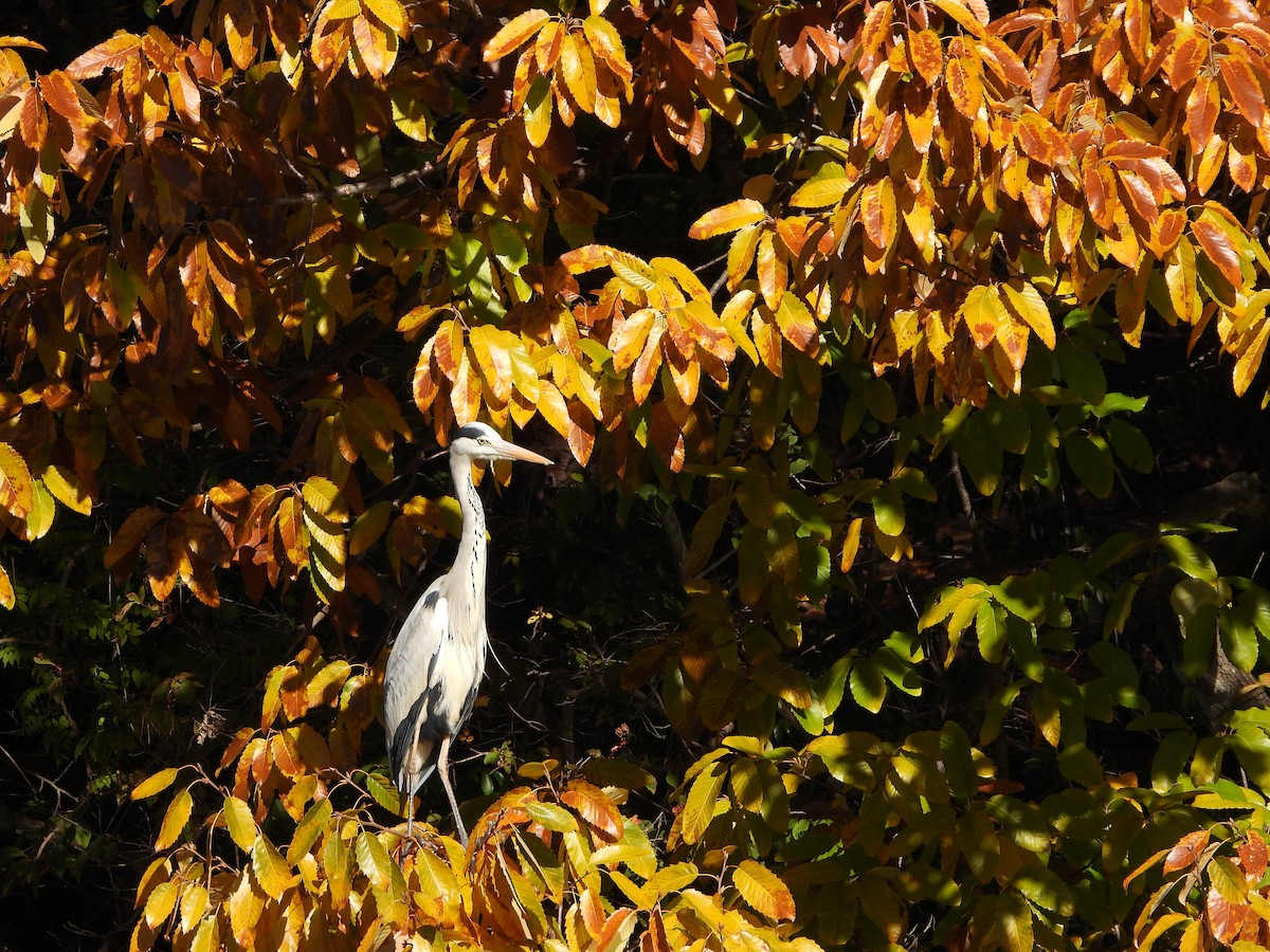 Gray Heron - ML646283870
