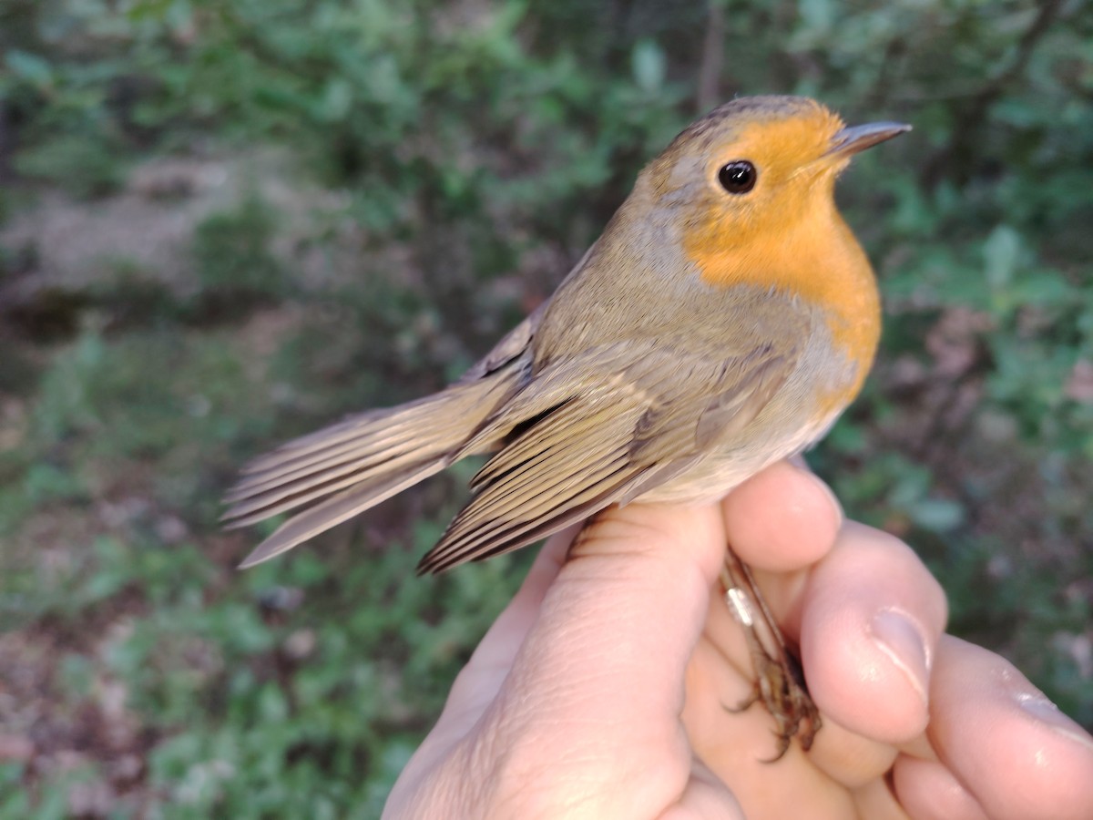 Txantxangorria - ML646283872