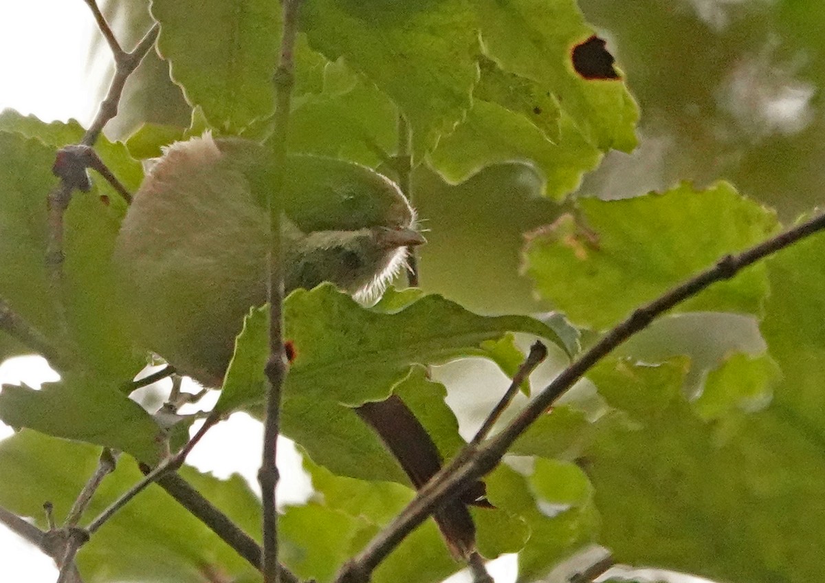 Pipipi - ML646283873