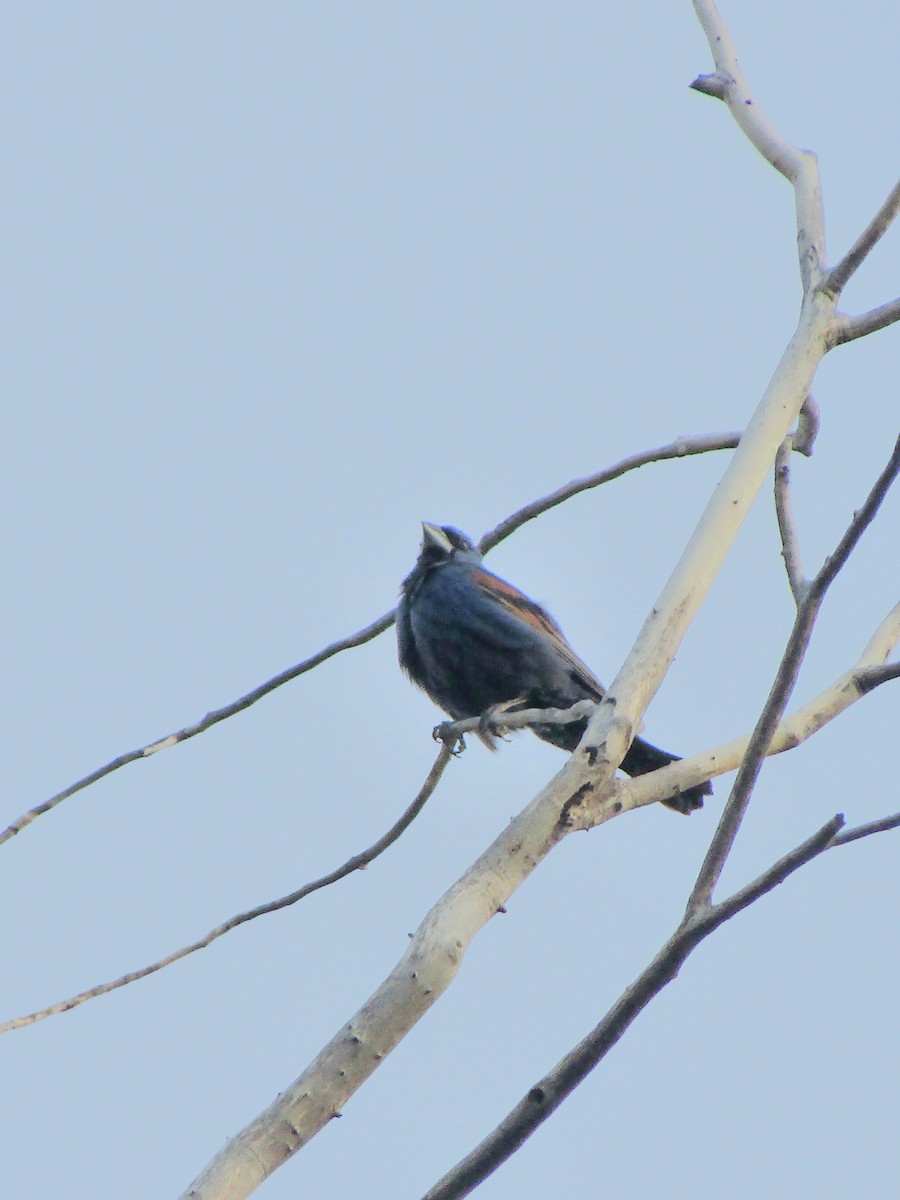 Guiraca bleu - ML646283880