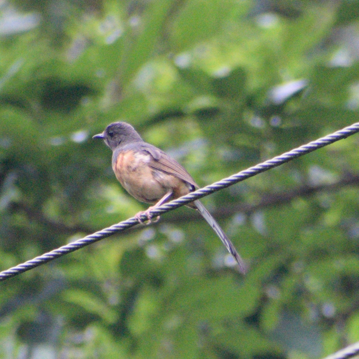 White-rumped Shama - ML646283899