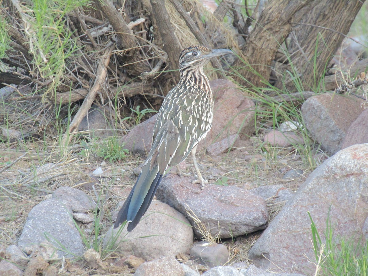 Greater Roadrunner - ML646283900