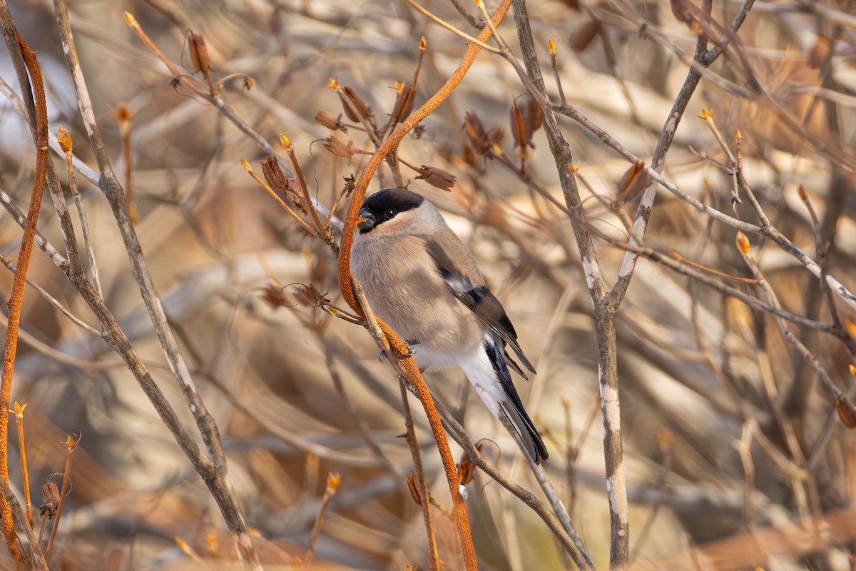 Eurasian Bullfinch - ML646283901