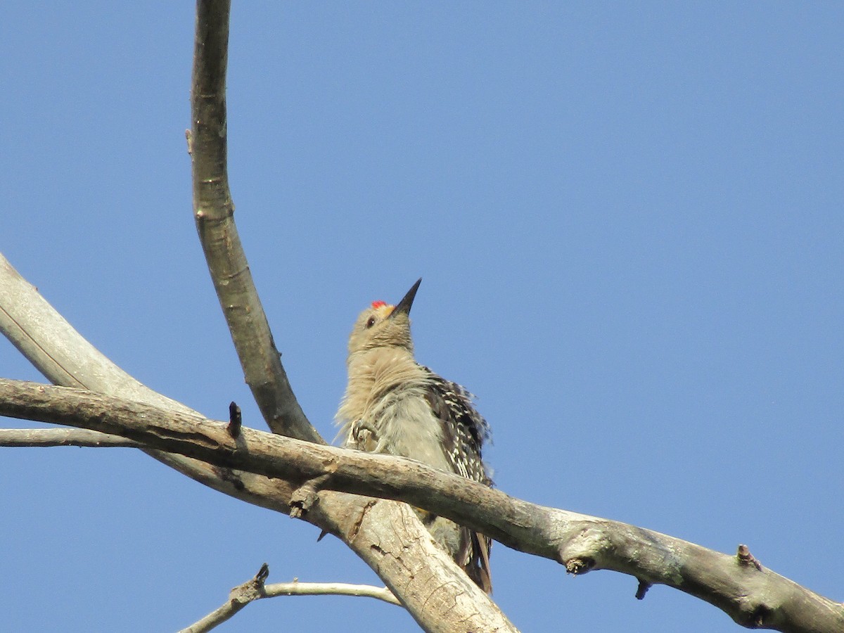 Golden-fronted Woodpecker - ML646283902