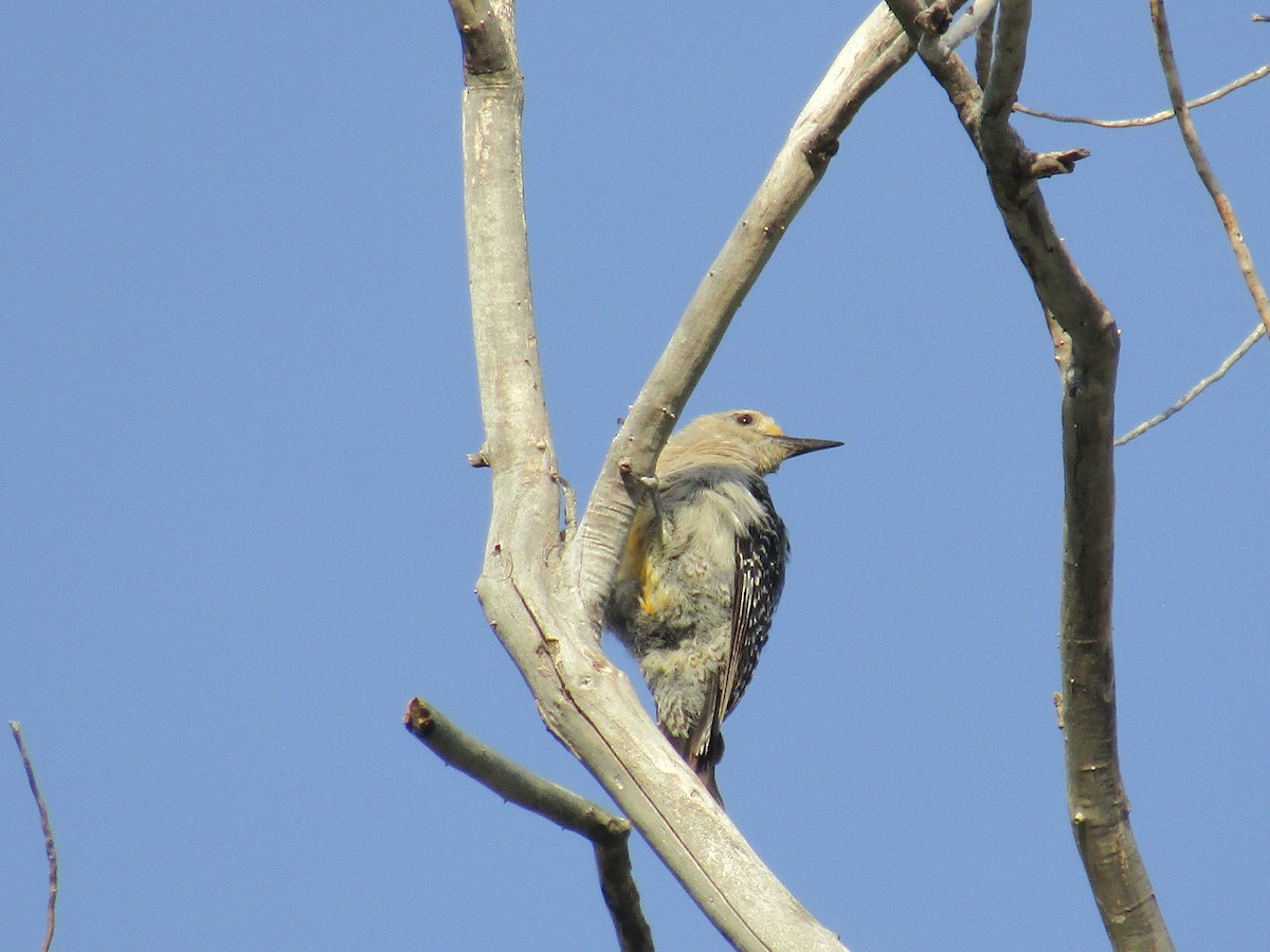 Golden-fronted Woodpecker - ML646283903