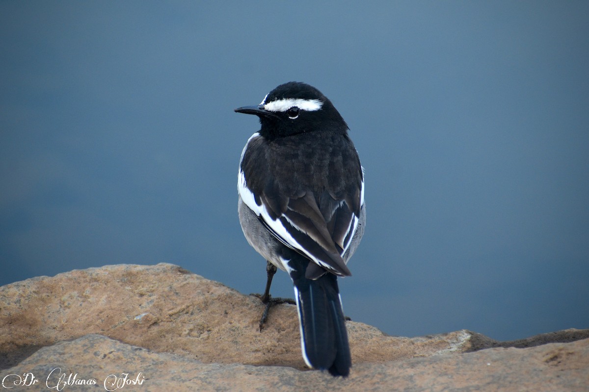 White-browed Wagtail - ML646283904