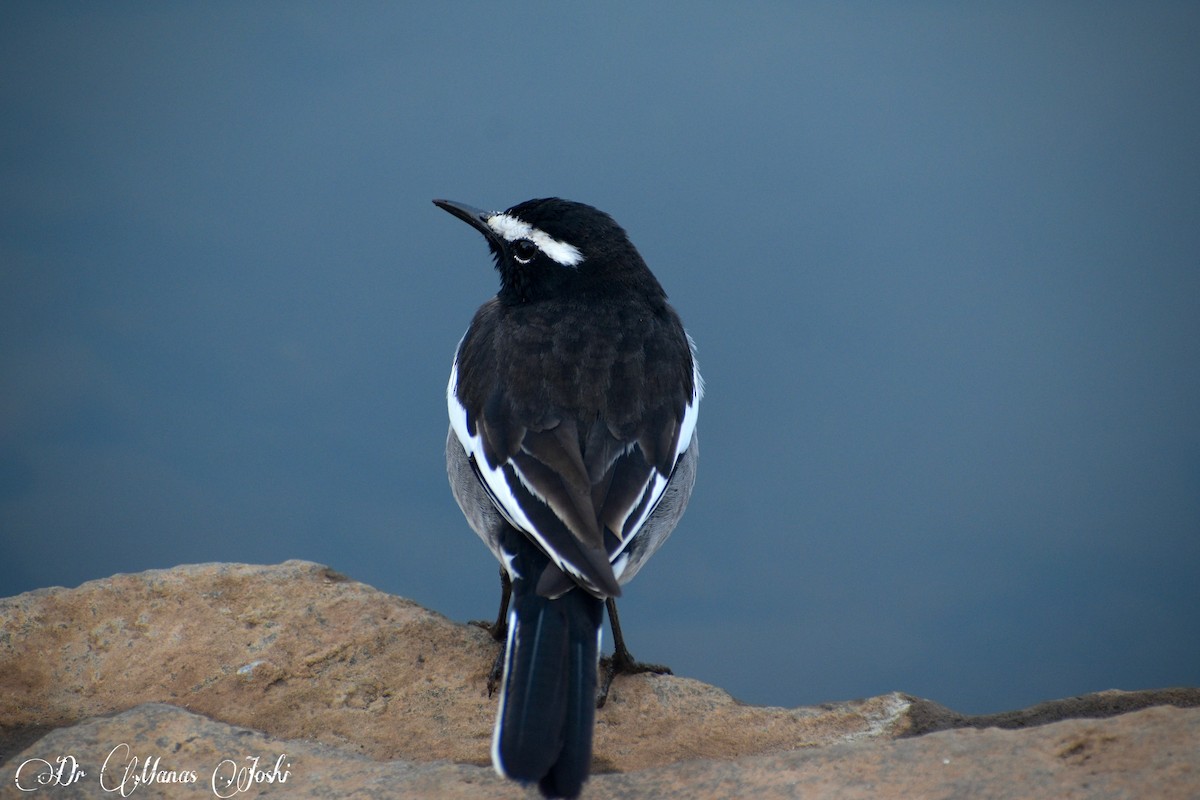 White-browed Wagtail - ML646283905