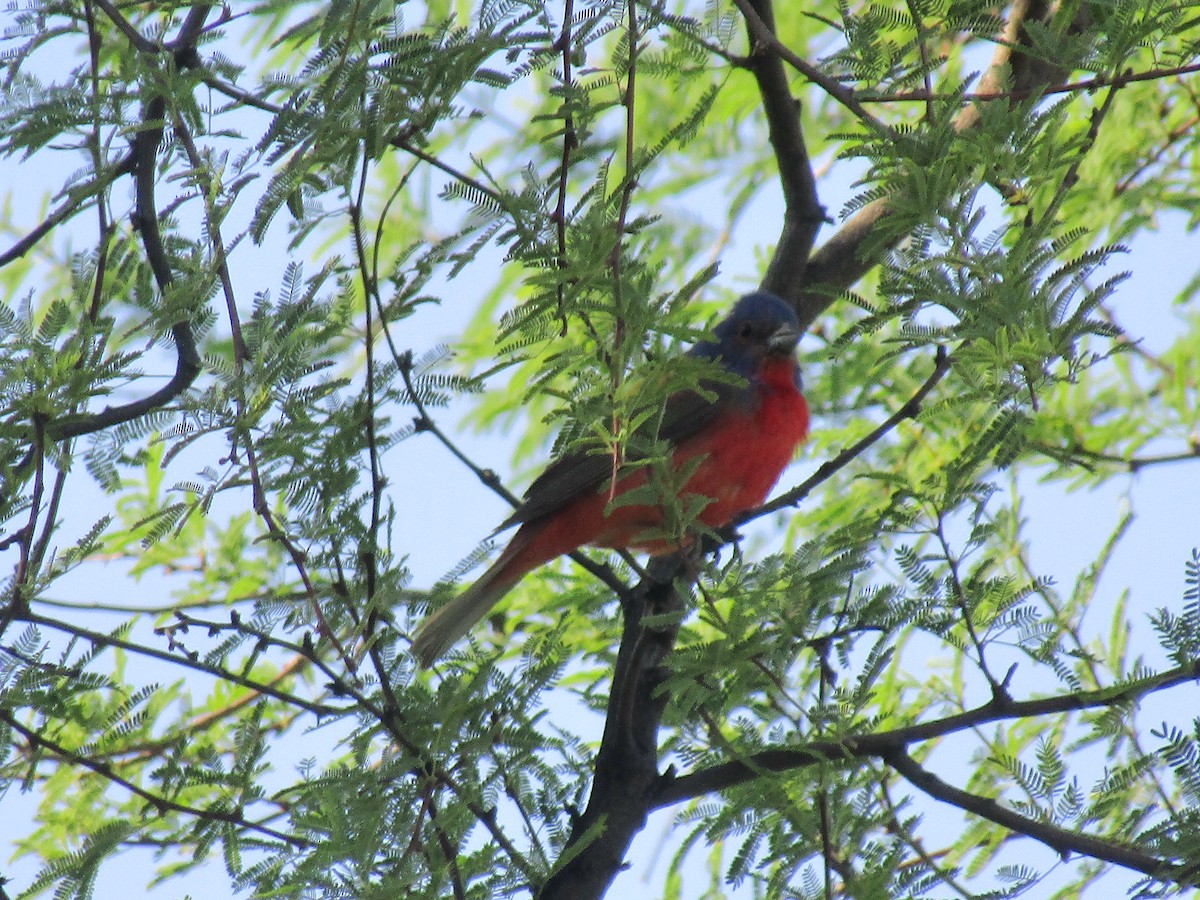 Painted Bunting - ML646283906