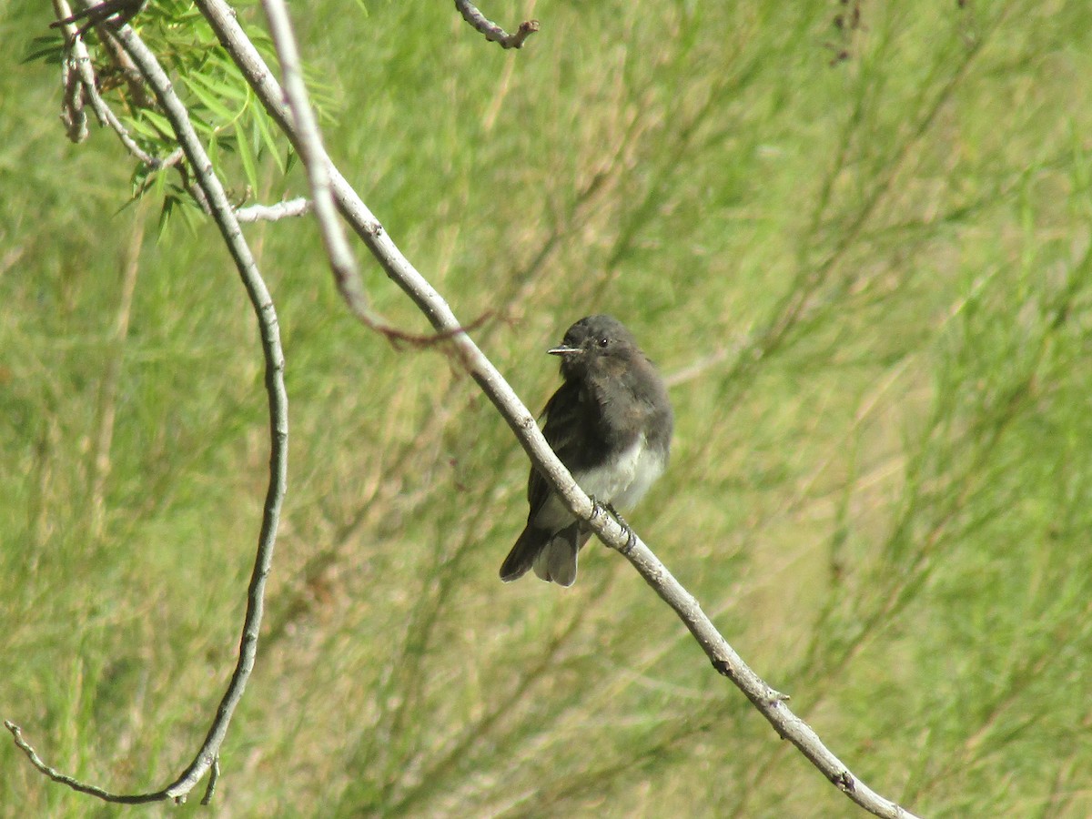 Black Phoebe - ML646283907