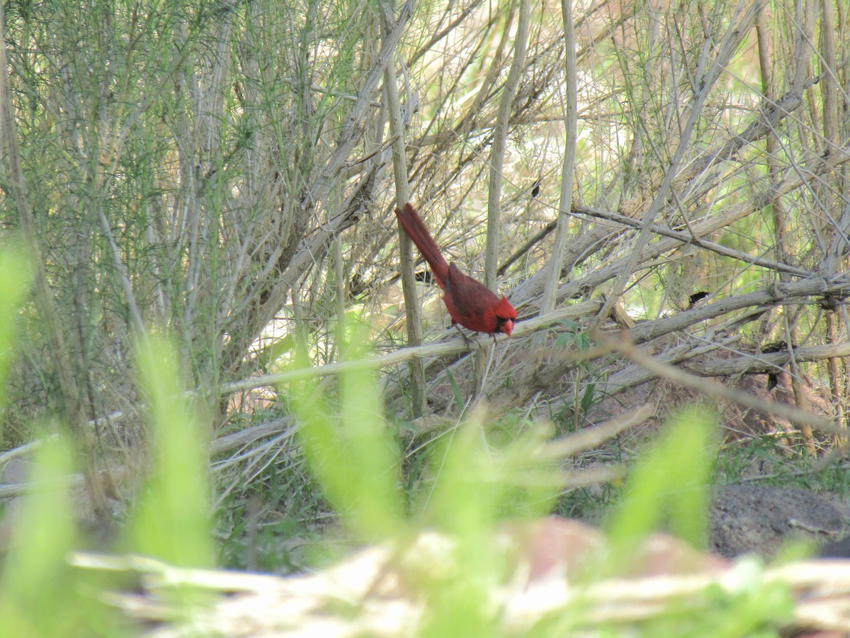 Northern Cardinal - ML646283909