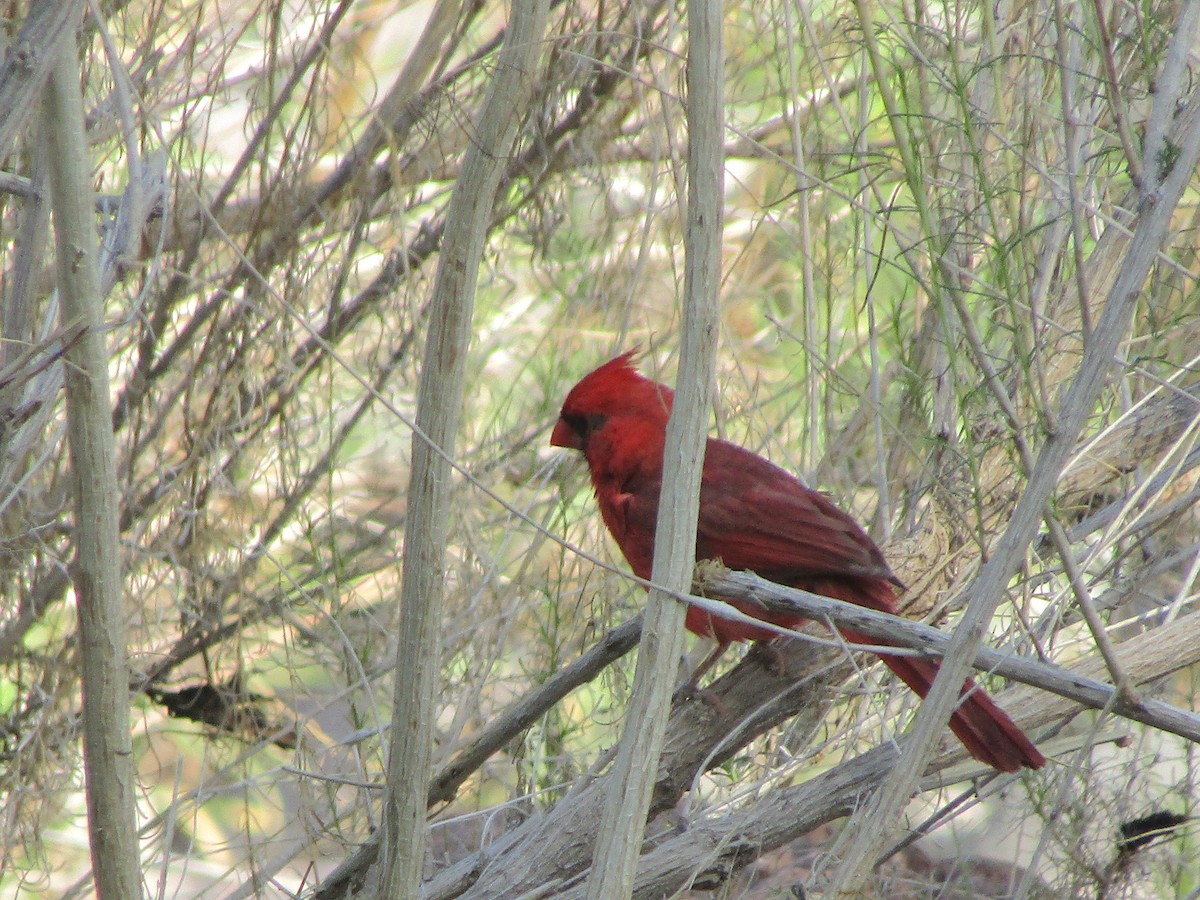 Northern Cardinal - ML646283910
