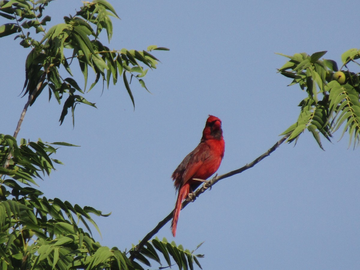 Northern Cardinal - ML646283911