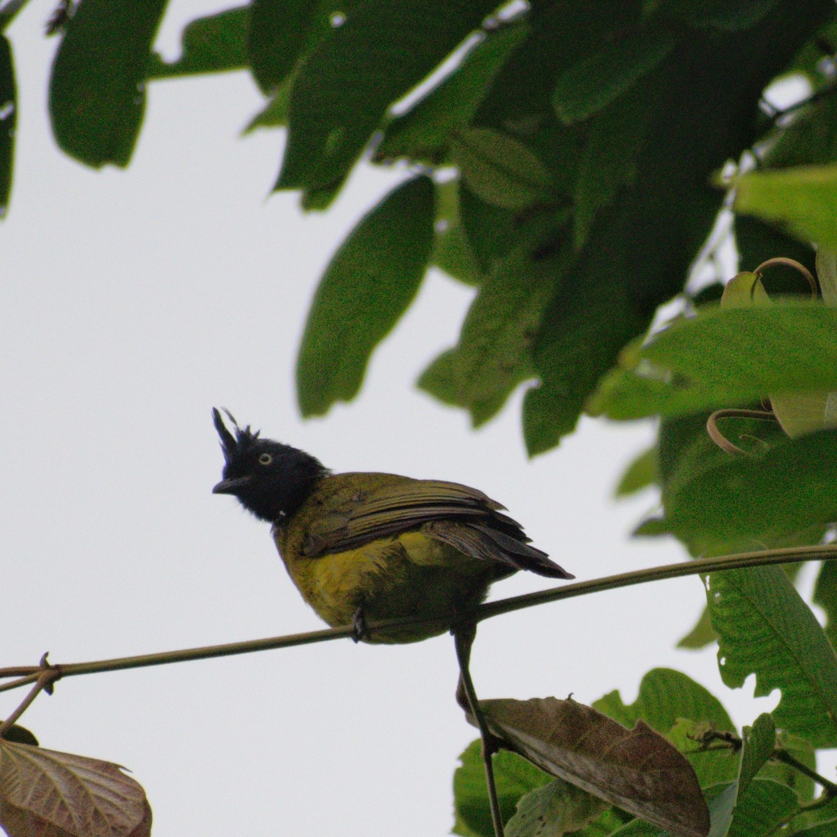 Black-crested Bulbul - ML646283912