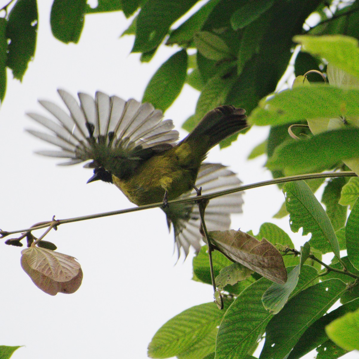 Black-crested Bulbul - ML646283913