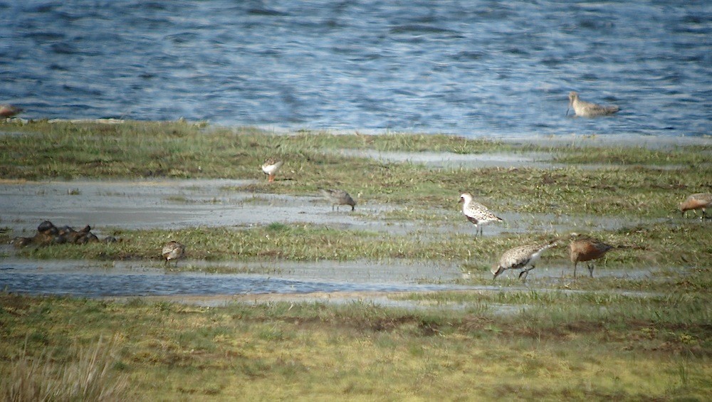 Black-bellied Plover - ML646283914