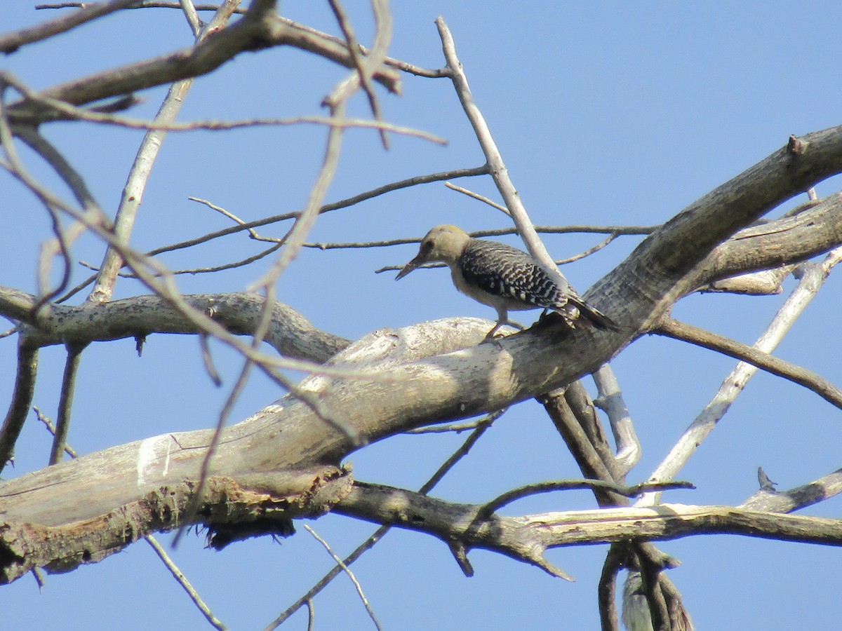Golden-fronted Woodpecker - ML646283915