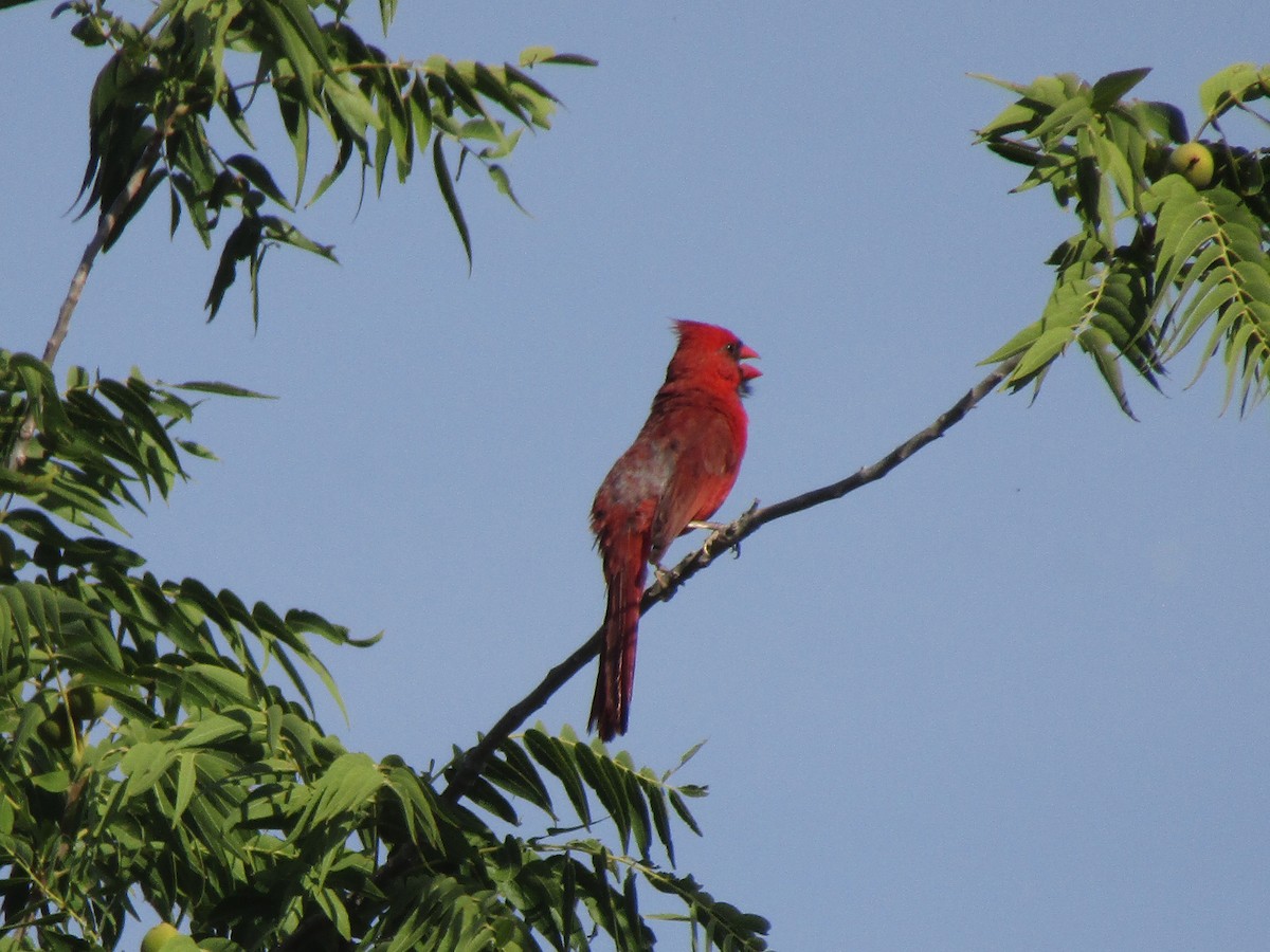 Northern Cardinal - ML646283917