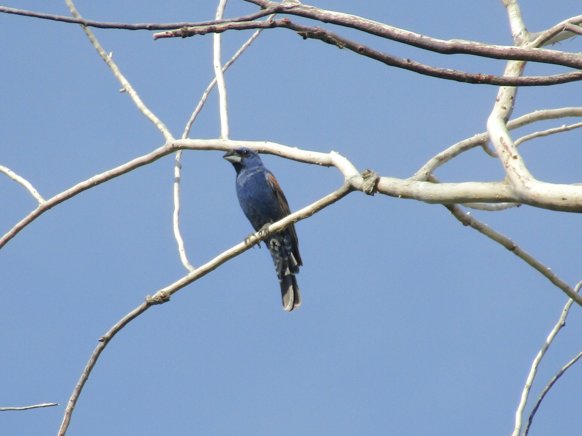 Blue Grosbeak - ML646283918