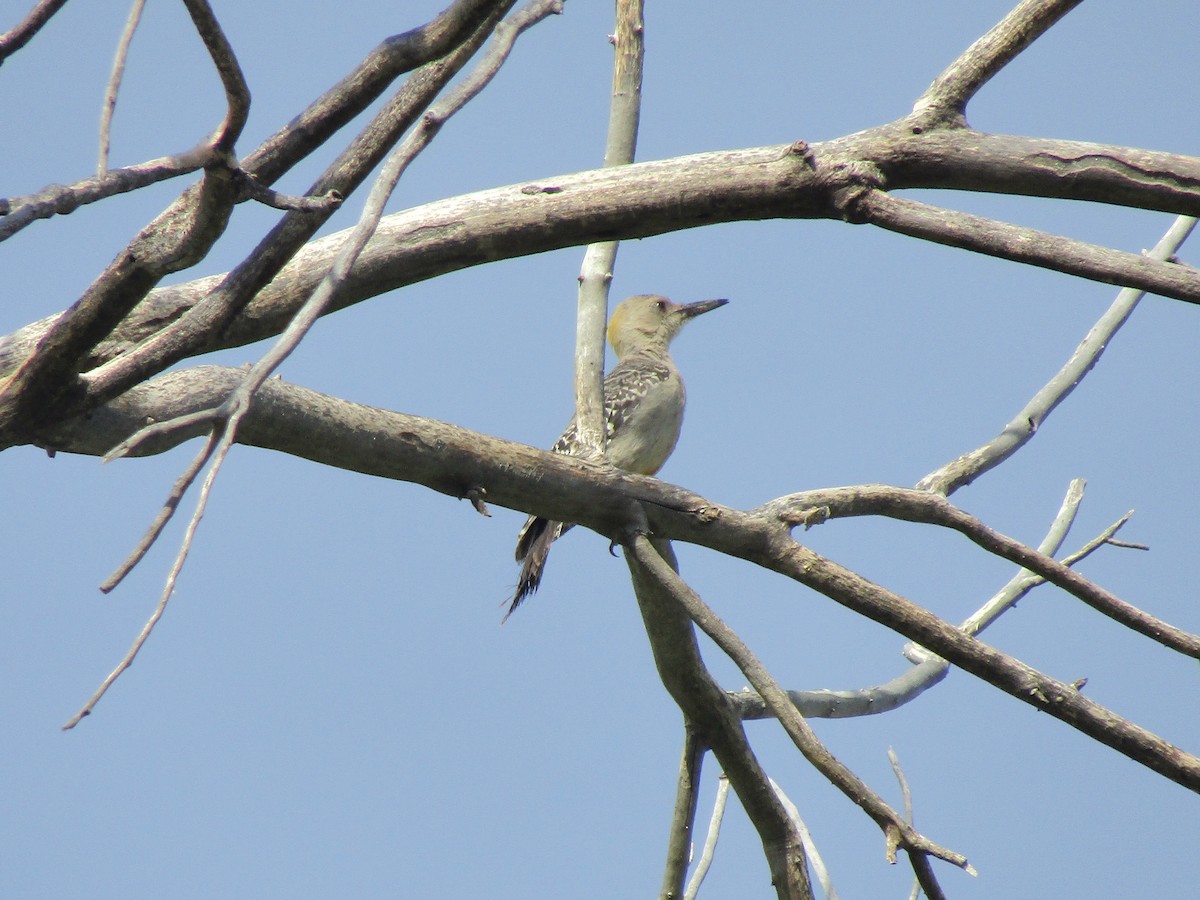 Golden-fronted Woodpecker - ML646283924