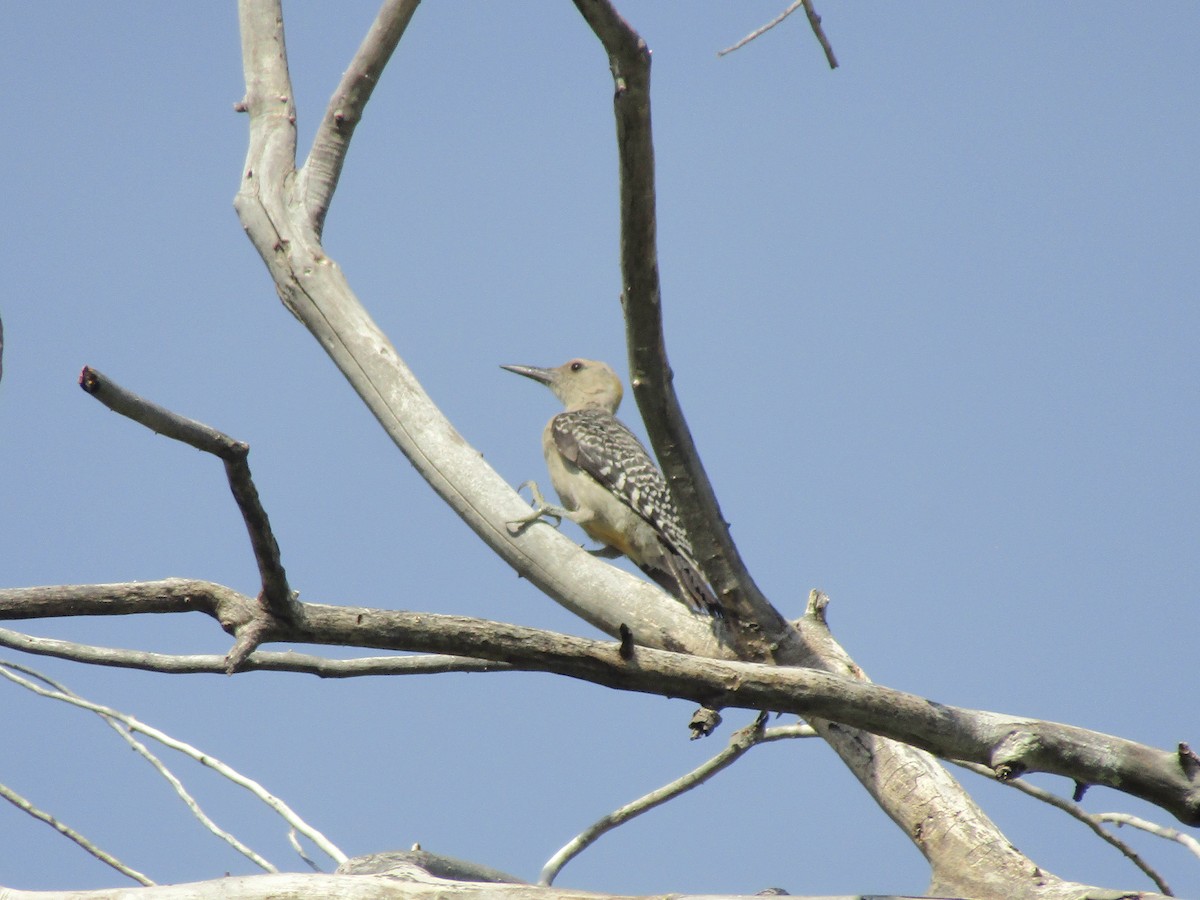 Golden-fronted Woodpecker - ML646283925