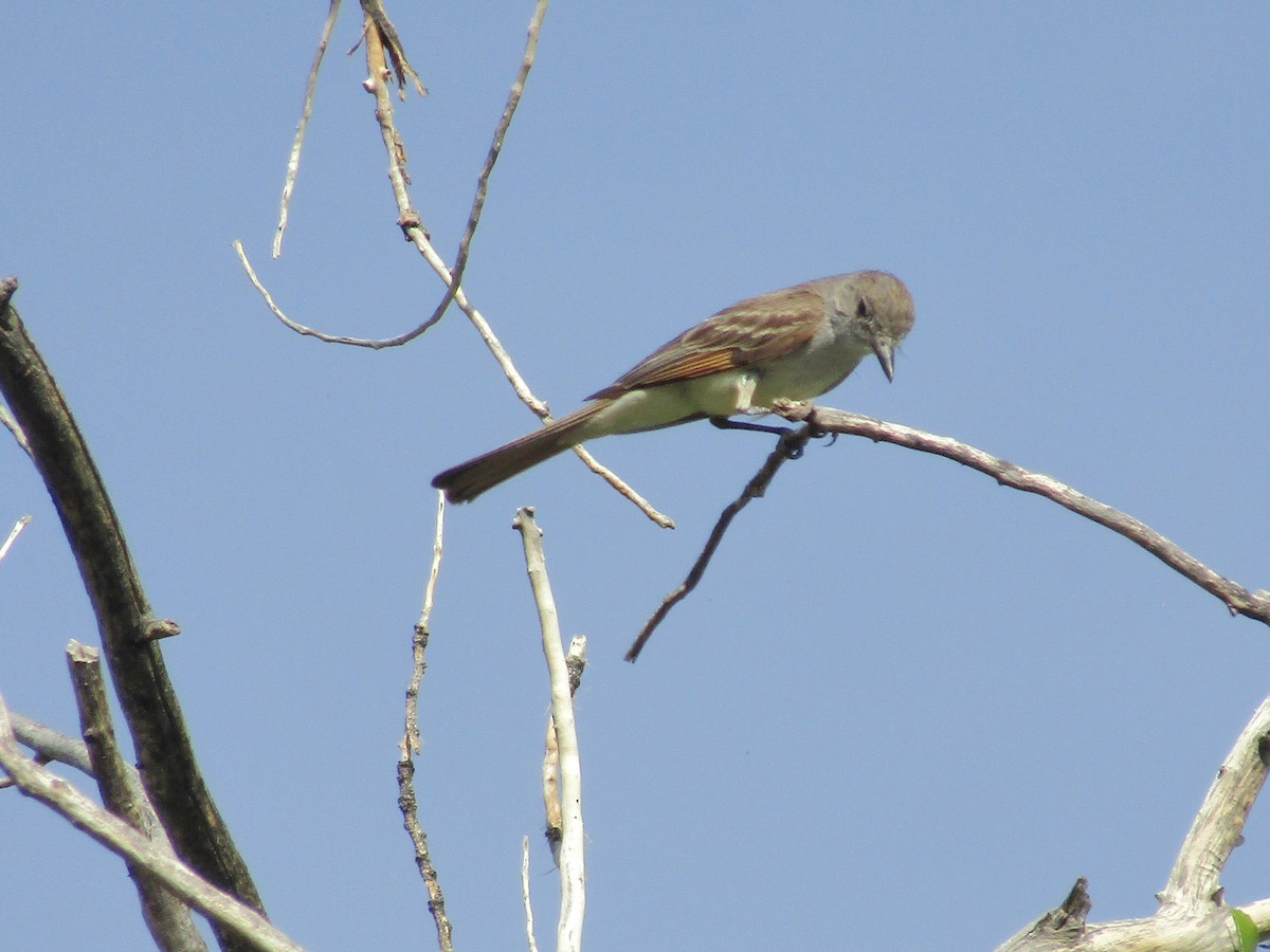 Ash-throated Flycatcher - ML646283926