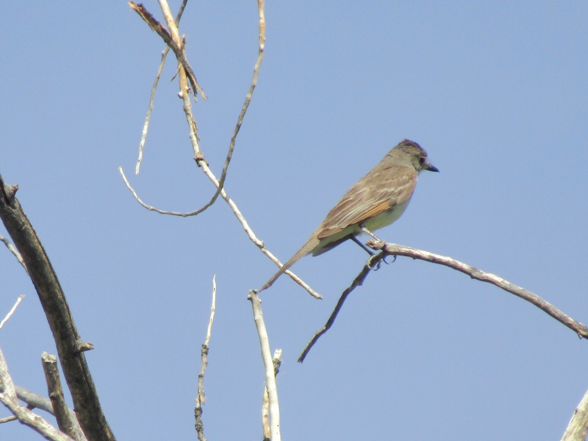 Ash-throated Flycatcher - ML646283927