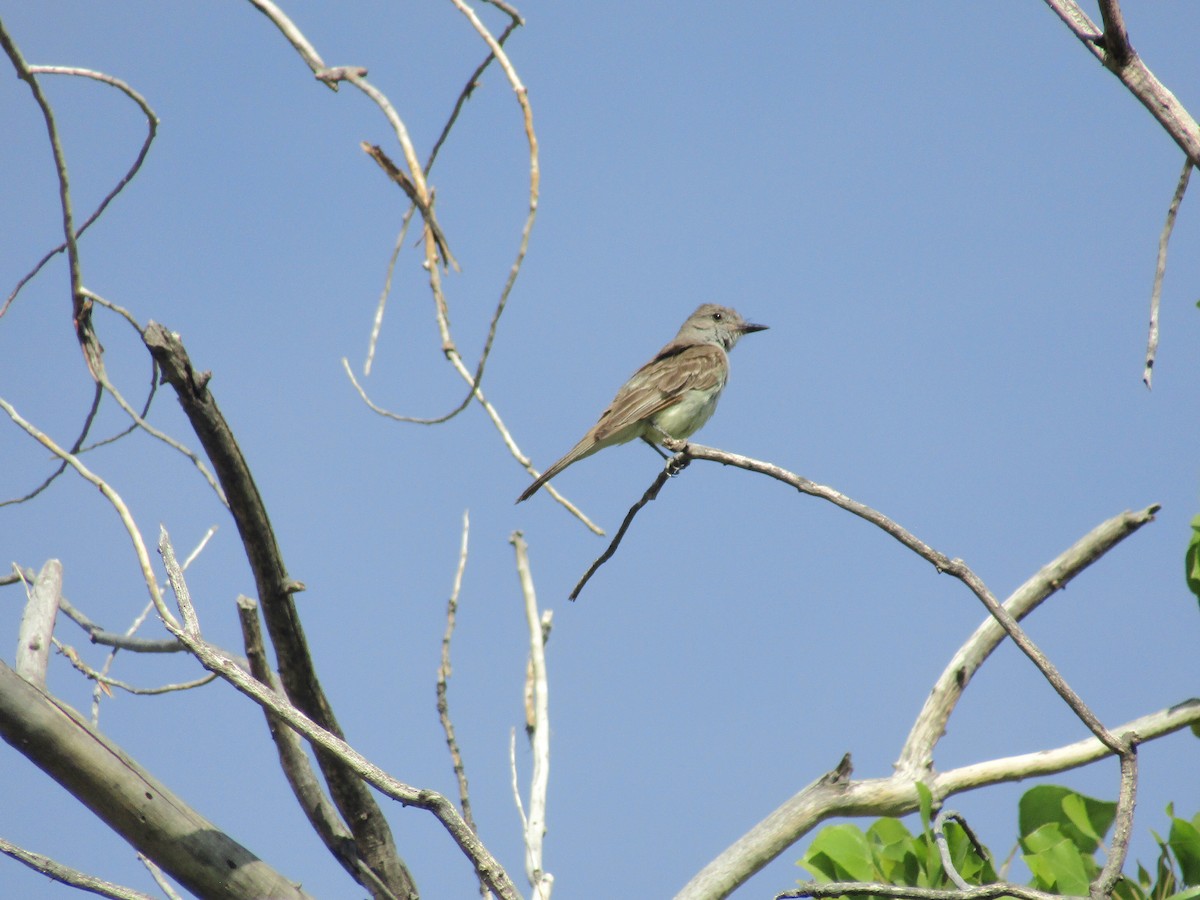 Ash-throated Flycatcher - ML646283928