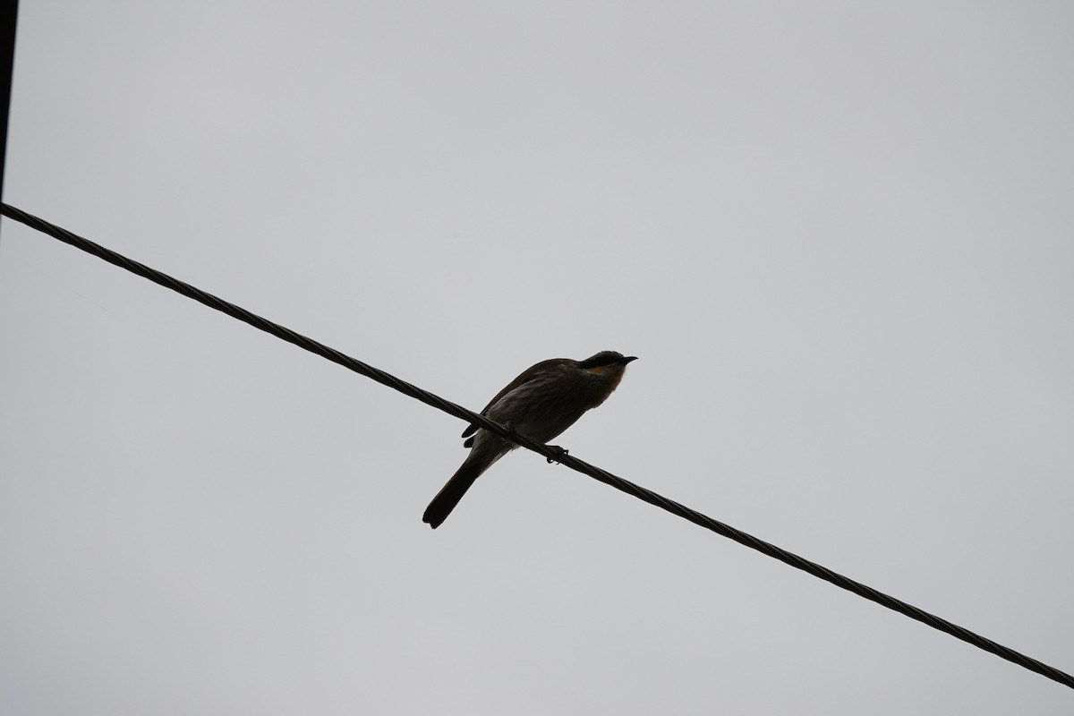 Singing Honeyeater - ML646283929