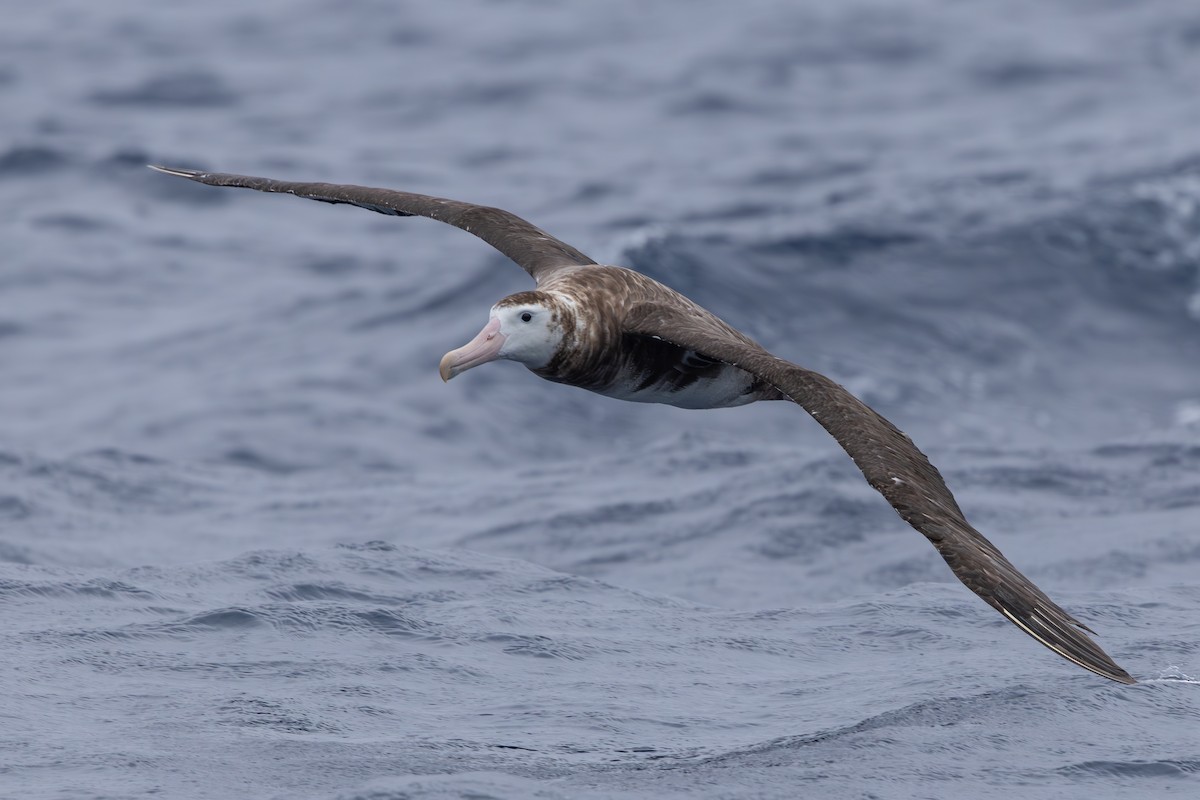 Antipodean Albatross (Gibson's) - ML646283931