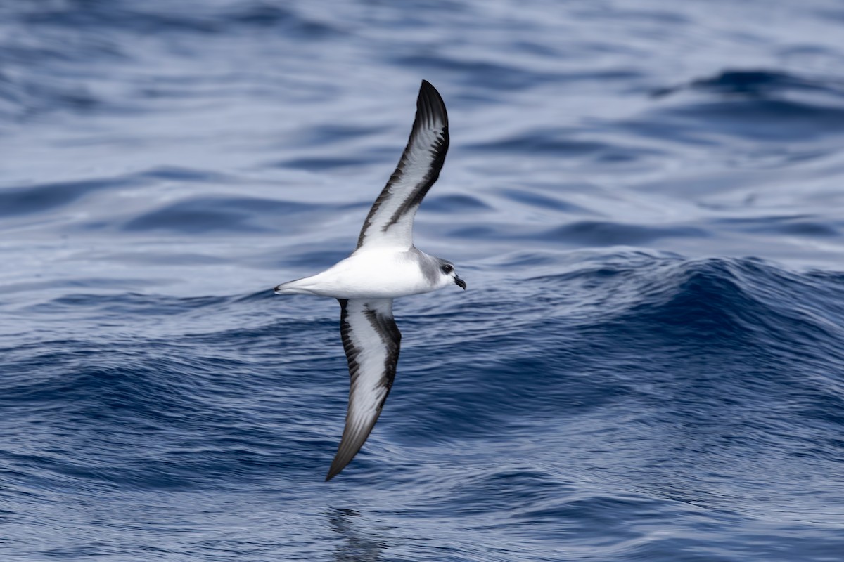 Black-winged Petrel - ML646283936