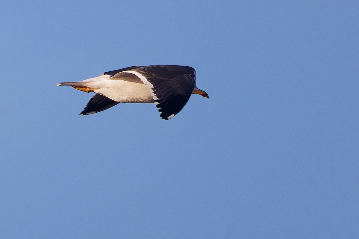 שחף שחור - ML646283938