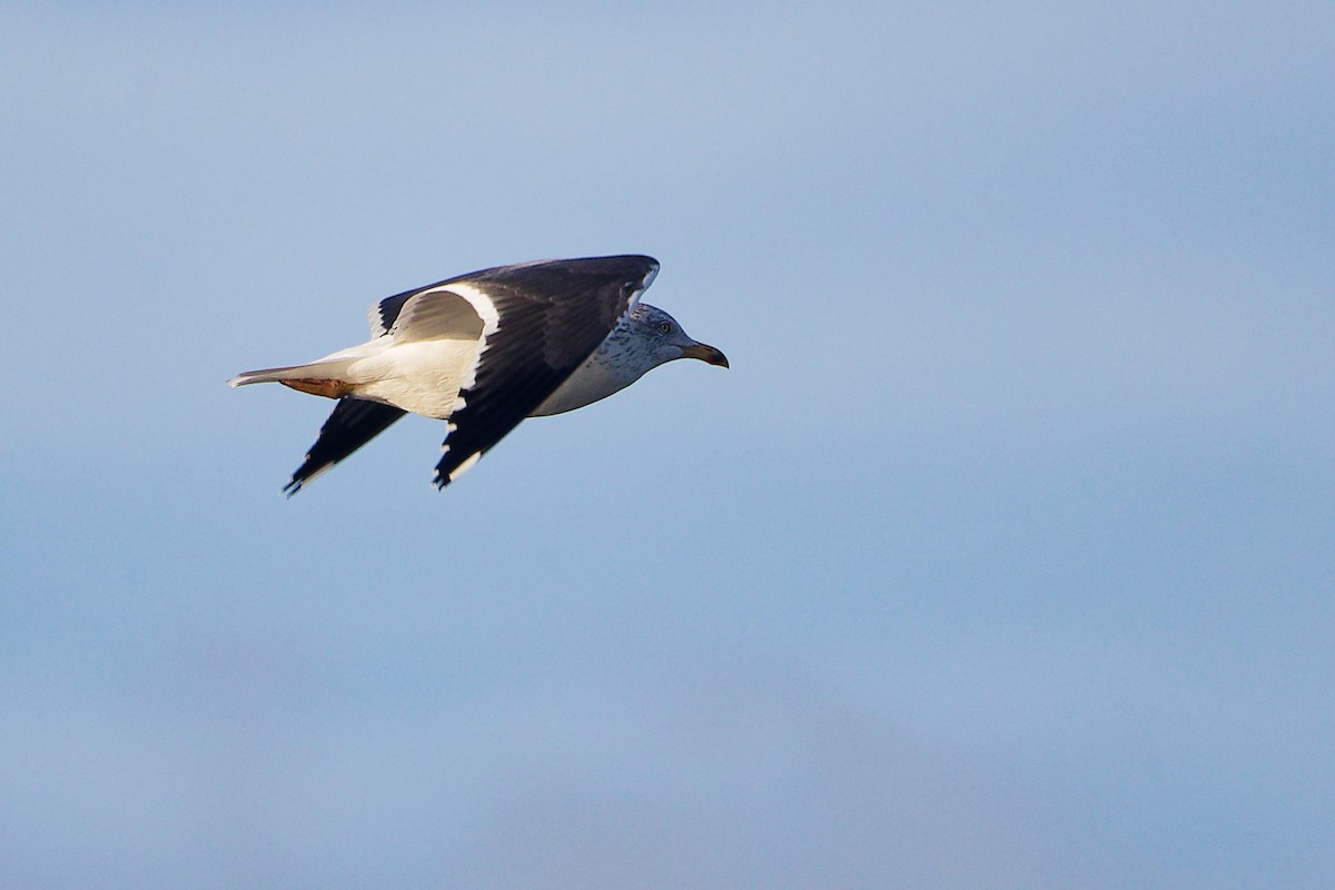 שחף שחור - ML646283939