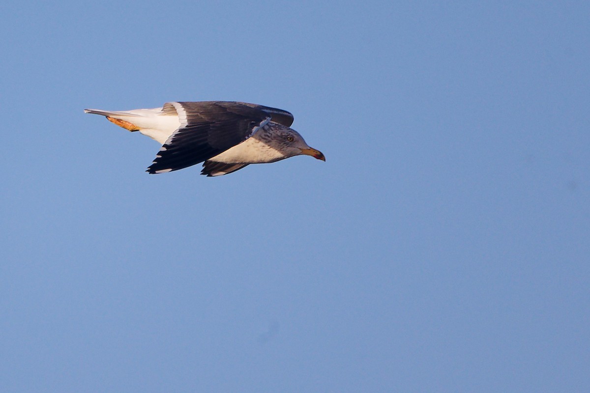 שחף שחור - ML646283941