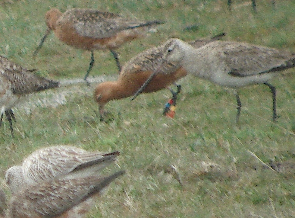 Bar-tailed Godwit - ML646283945