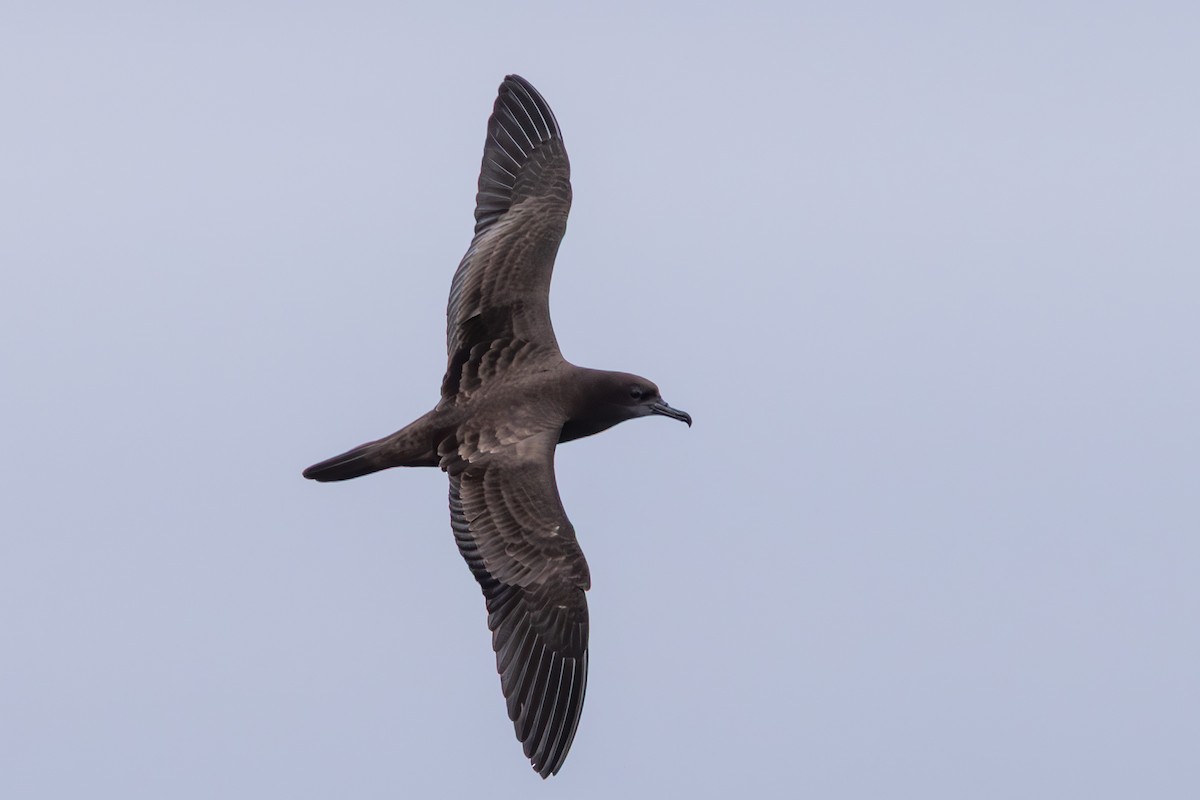 Kama Kuyruklu Yelkovan - ML646283947