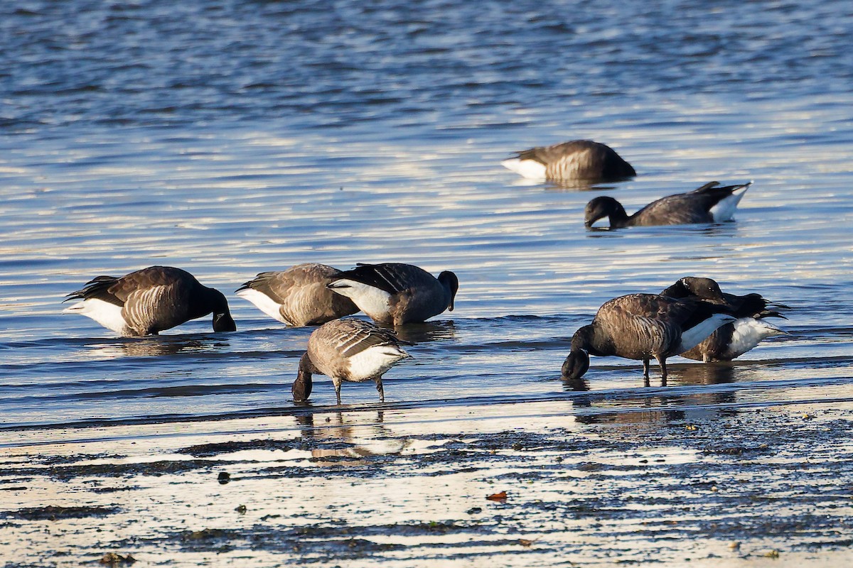 Barnacla Carinegra - ML646283948