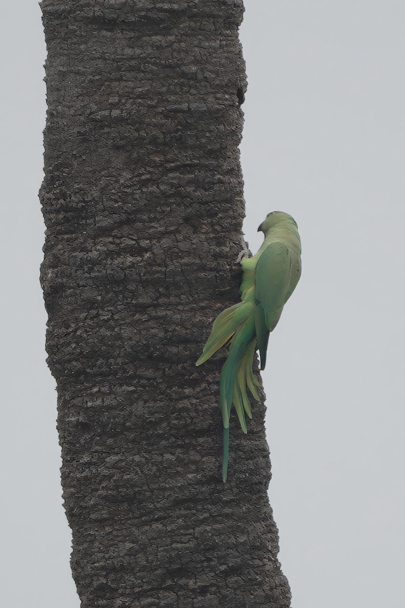 Rose-ringed Parakeet - ML646283956