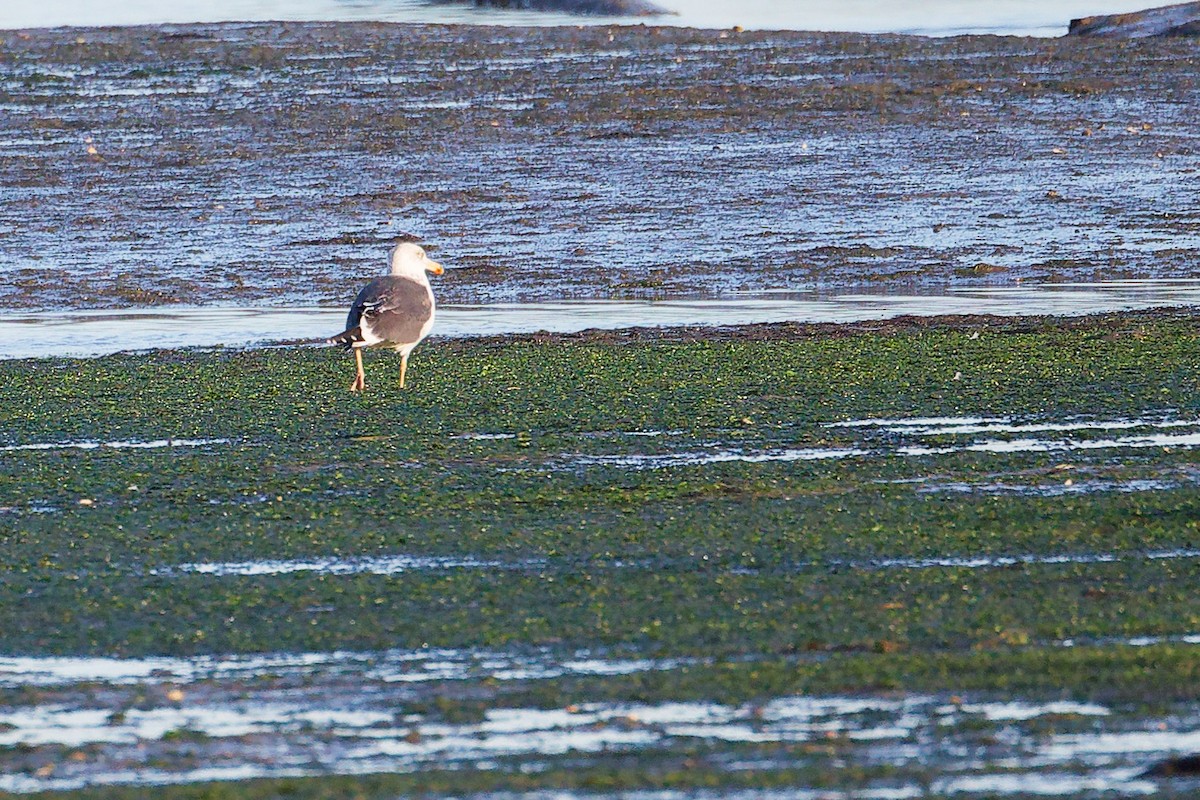 Gavión Atlántico - ML646283958