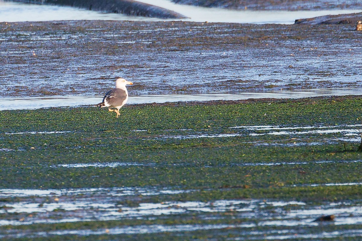 Gavión Atlántico - ML646283959