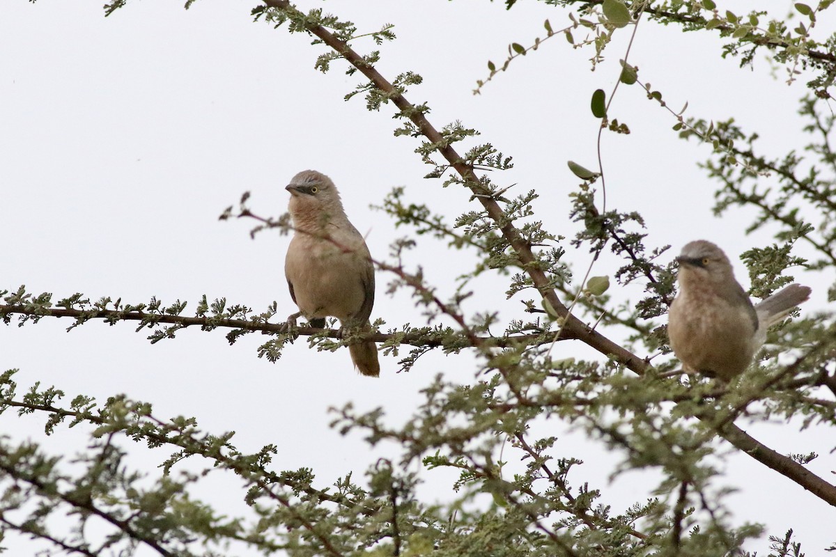 Large Gray Babbler - ML646283961