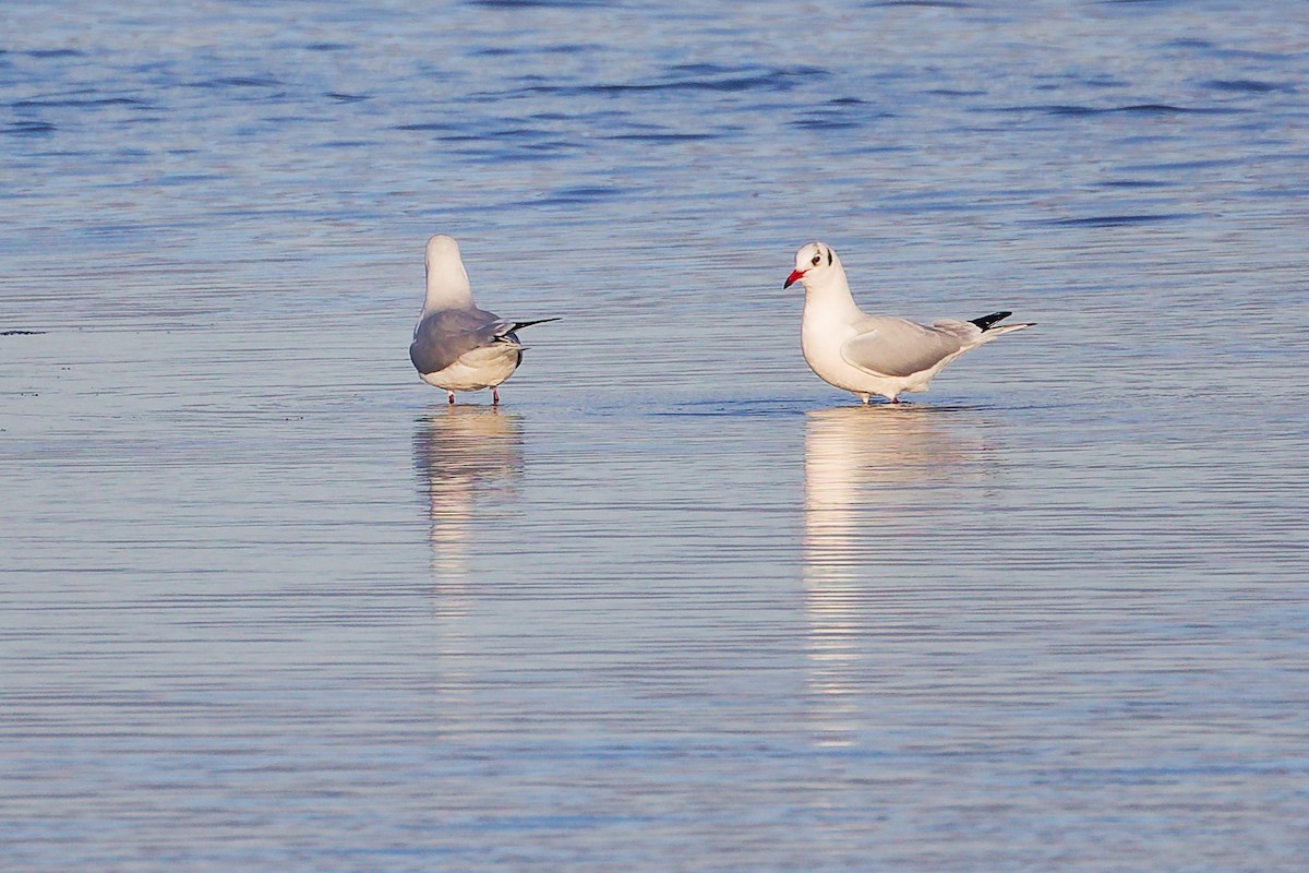 Gaviota Reidora - ML646283973
