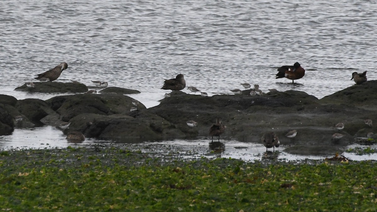 Red-necked Stint - ML646283975