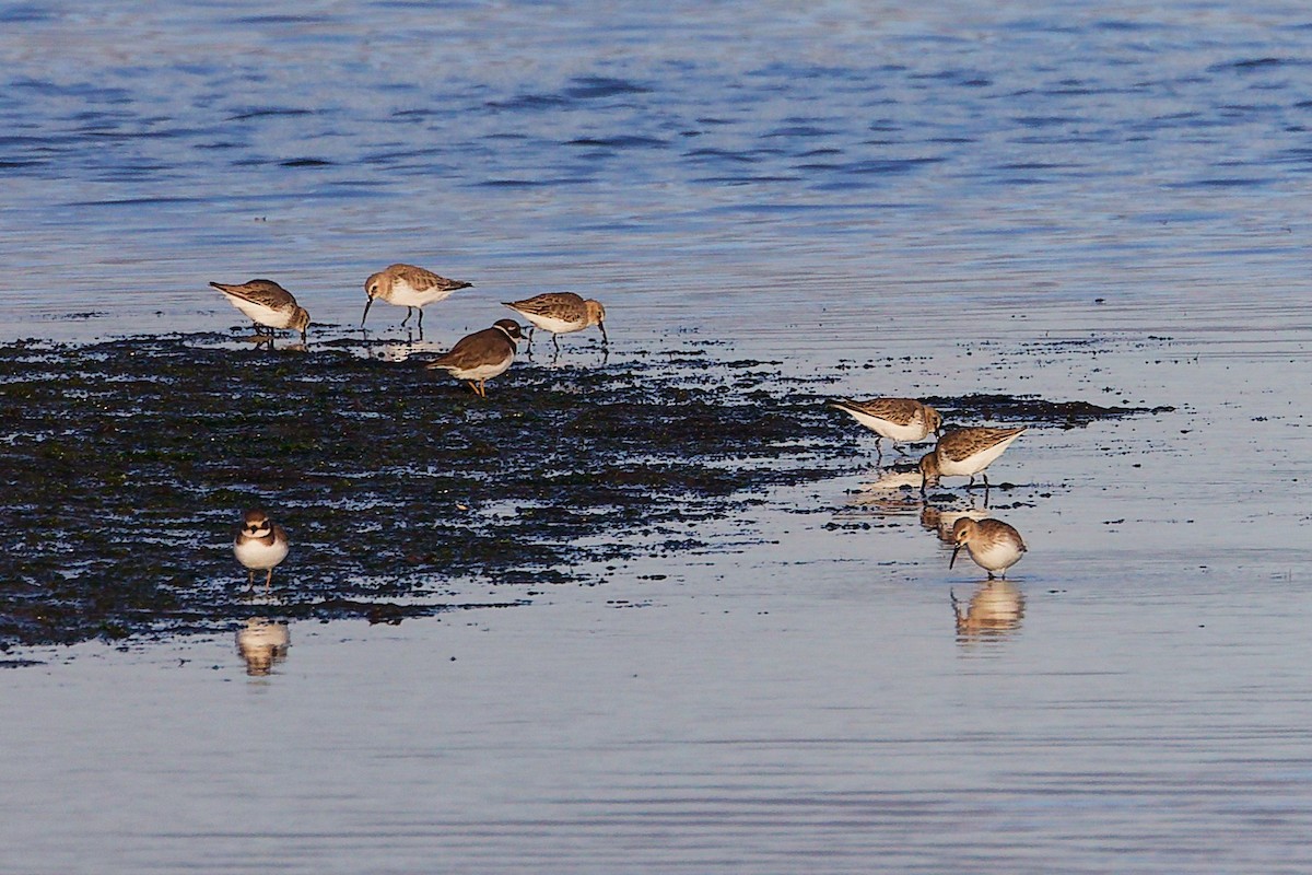 Dunlin - ML646283976